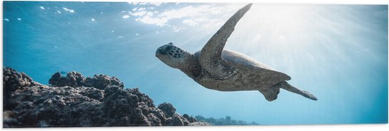 WallClassics - Vlag - Tropische Zeeschildpad onder het Wateroppervlak - 90x30 cm Foto op Polyester Vlag