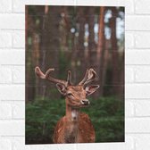 WallClassics - Muursticker - Opzijkijkend Hert in Groen Bos - 40x60 cm Foto op Muursticker