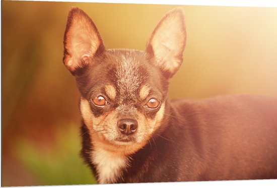 Dibond - Bruin met Zwarte Chihuahua Hond in het Zonlicht - 120x80 cm Foto op Aluminium (Met Ophangsysteem)