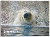 WallClassics - Dibond - Uitschuddende IJsbeer in het Meer - 40x30 cm Foto op Aluminium (Wanddecoratie van metaal)
