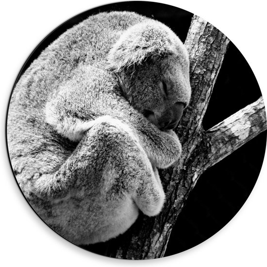 WallClassics - Dibond Muurcirkel - Slapende Koala op Houten Tak (Zwart- wit) - 30x30 cm Foto op Aluminium Muurcirkel (met ophangsysteem)