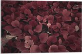 Acrylglas - Struik van Rode Bladeren - 75x50 cm Foto op Acrylglas (Met Ophangsysteem)