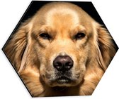 WallClassics - Dibond Hexagon - Portret van Booskijkende Golden Retriever Hond - 30x26.1 cm Foto op Hexagon (Met Ophangsysteem)