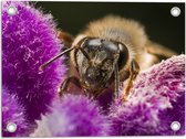 Tuinposter – Honingbij tussen Paarse Pluizige Bloemen - 40x30 cm Foto op Tuinposter (wanddecoratie voor buiten en binnen)