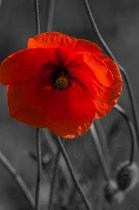 A Radiant Red Poppy Journal