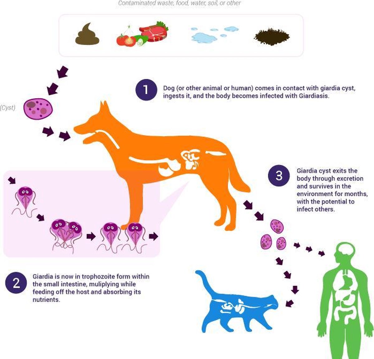 Férgek kezelése 20 év ,giardiasis táplálkozás - Panacur giardia kat, Giardia hond panacur