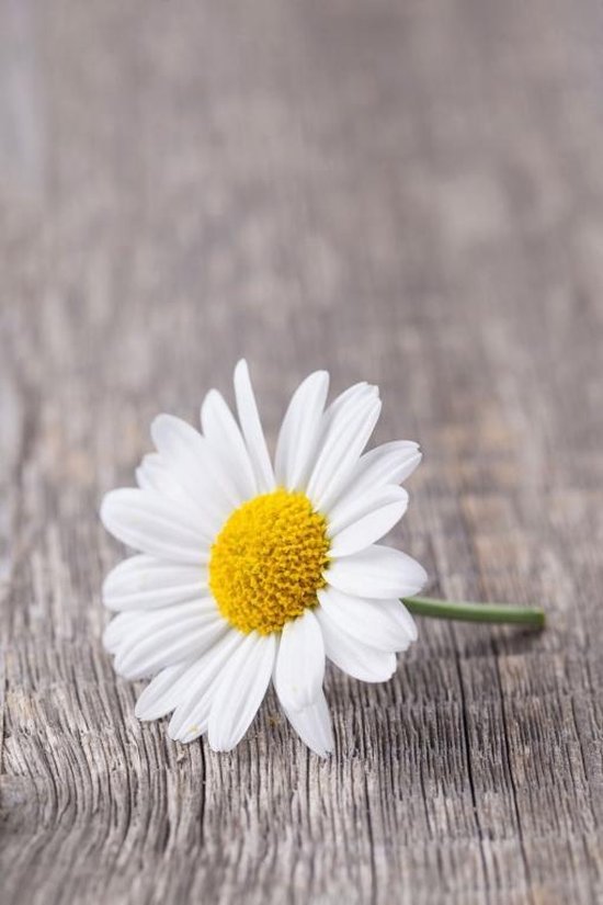 Tuinposter - Witte bloem op | bol.com