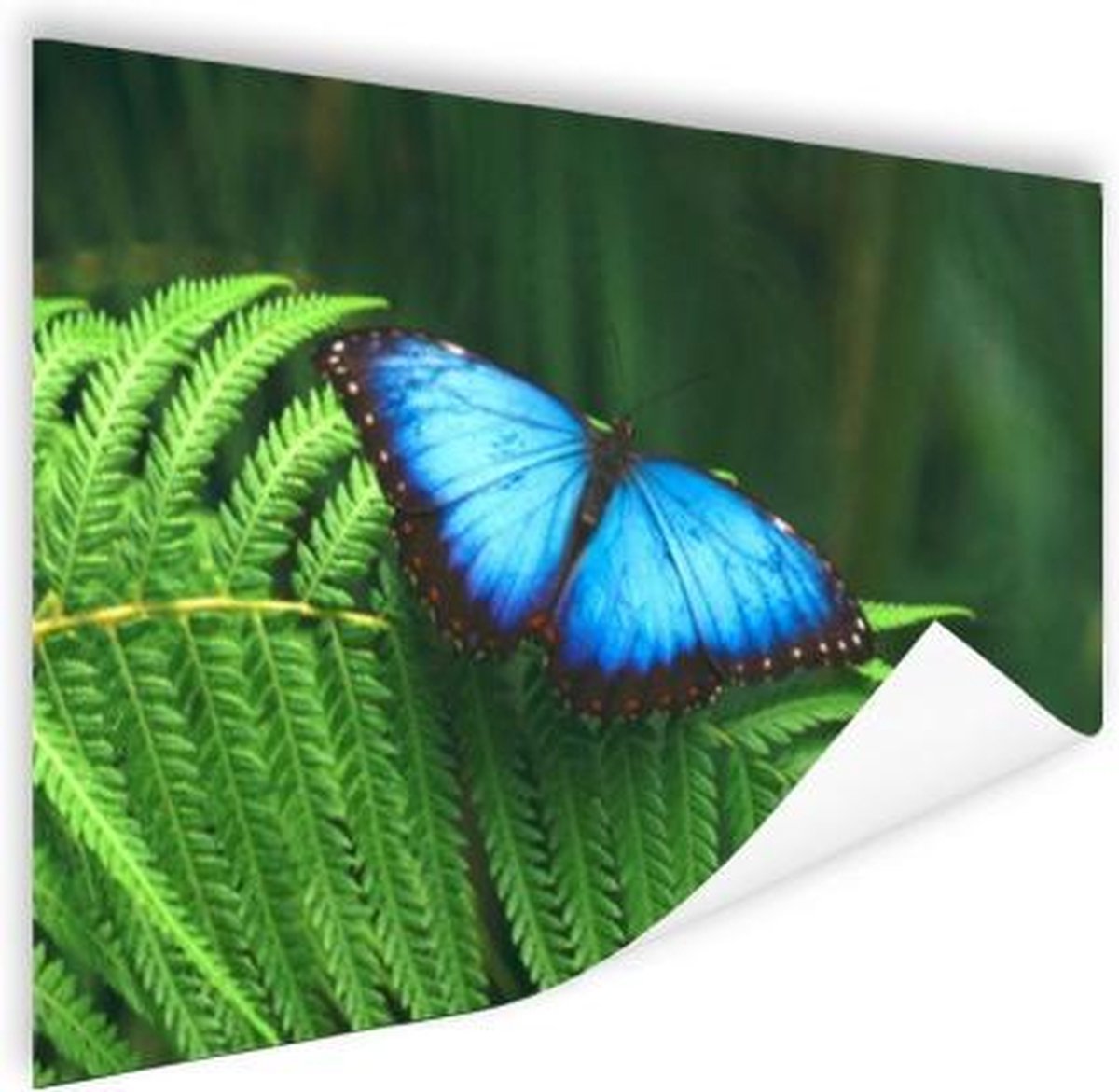 Poster Morpho vlinder - 60x40 cm