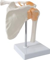 Het menselijk lichaam - anatomie model model schoudergewricht