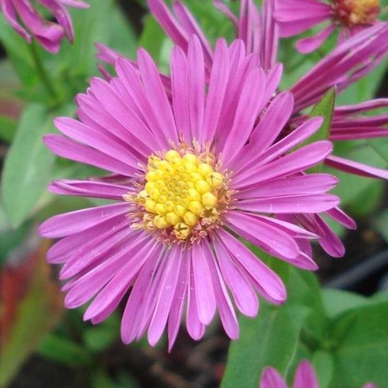 Foto: 6 x aster dumosus jenny herfstaster pot 9x9cm paarse bloemen