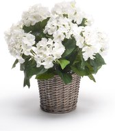 Plante d'hortensia artificielle blanche en panier 45 cm