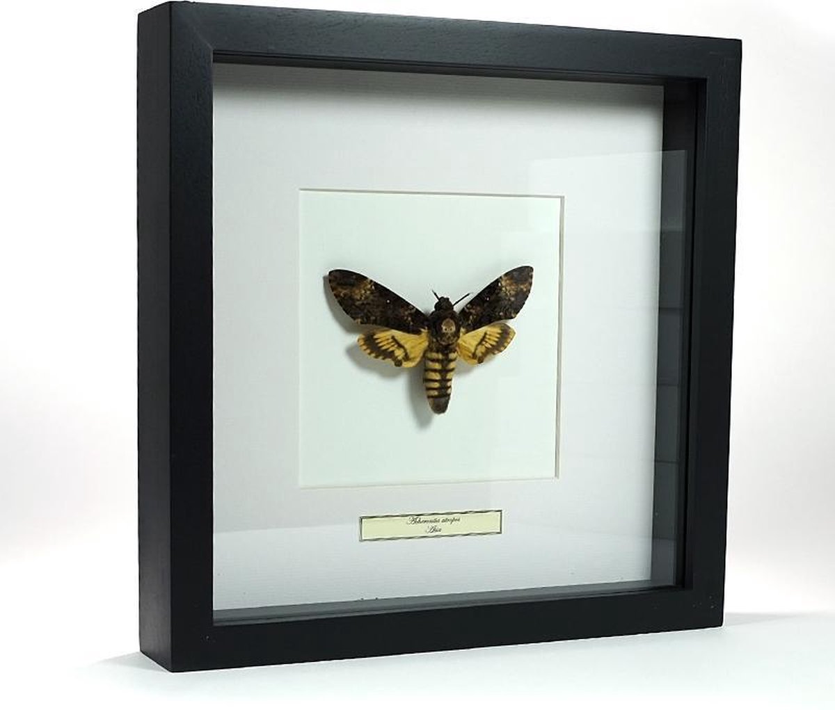 Opgezette doodshoofd vlinder in lijst - Acherontia atropos