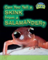 Can You Tell a Skink from a Salamander?