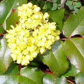 Mahonia Aquifolium - Mahonia|Druifstruik 30-50 cm in pot