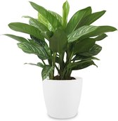 Kamerplant van Botanicly – Aglaonema incl. sierpot wit als set – Hoogte: 70 cm