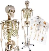 Trend24 - Anatomie Model Skelett met Poster