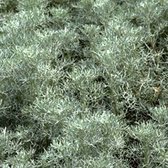 6 x Artemisia 'Canescens' - Bijvoet Pot 9x9 cm - Zilverbladige Sierplant