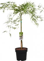 Japanse Esdoorn Groen op stam - Acer Palmatum Dissectum - Totale hoogte 85 cm