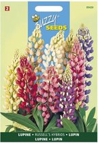 Buzzy - Lupine Russells Hybrids Mix (Lupinus polyphyllus)