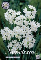 Paperwhite Grandiflora Botanical Narcissus 5 bloembollen bolmaat 16/18