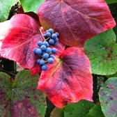 Vitis coignetiae - Sierdruif, 60-80 cm in pot: Grootbladige wijnstok met opvallende herfstkleuren.