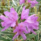 Rhododendron Ponticum - Rhododendron 40-60 cm pot