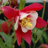 6 x Aquilegia 'Crimson Star' - Akelei pot 9x9cm - Rode bloemen, sterachtige vorm