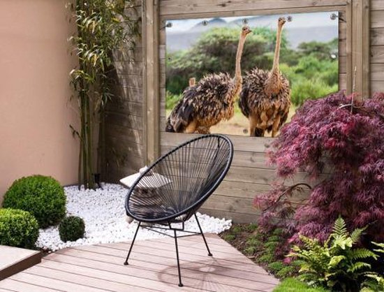 Affiche de jardin d'autruches femelles 120x80 cm - Toile de jardin / Peintures extérieur / Peintures d'extérieur (décoration de jardin)