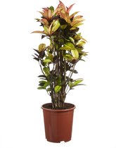 Kamerplant van Botanicly – Croton – Hoogte: 120 cm – Codiaeum variegatum Iceton