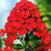 6 x Phlox 'Starfire' - Vlambloem pot 9x9cm - Rode bloemen, Geurend