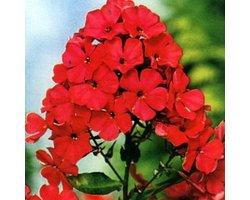 6 x Phlox 'Starfire' - Vlambloem pot 9x9cm - Rode bloemen, Geurend