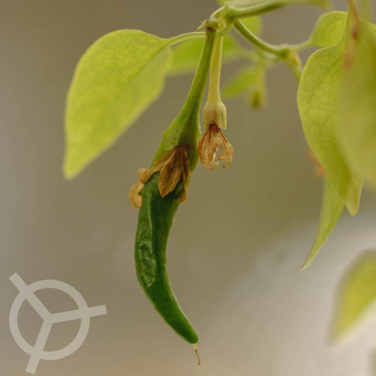 Milde aroma-chili 'Trinidad Perfume' (Capsicum chinense ) zaden