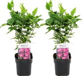 Plant in a Box - Hibiscus Syriacus 'Woodbridge' - Set van 2 - pot 17cm - hoogte 25-40cm - robuuste hibiscus - tuinplanten