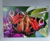 kleintje fotografie Vlinder wenskaart Middel (beterschap, sterkte , opkikkertje, zomaar )