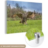 Un hibou grand-duc atterrit dans l'herbe Plexiglas 30x20 cm - petit - Tirage photo sur Glas (décoration murale en plexiglas)