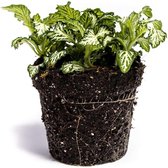 Fittonia | Terrariumplant | Ø6 - 15 cm