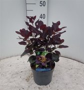 Cotinus coggygria 'Royal Purple' C2 20-25 cm