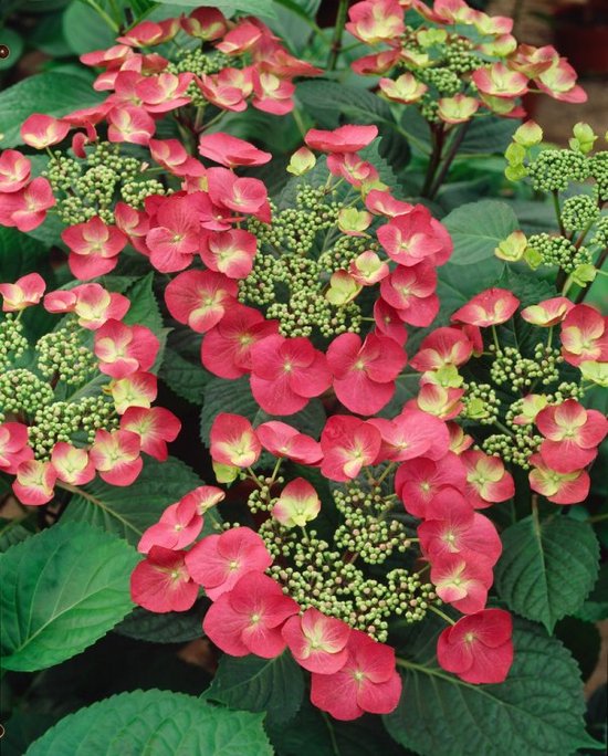 2 Rosiers Grimpants ‘Westerland’ – Fleurs Abricot Parfumées, Adaptés Jardin Ou Pot