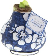 Wax Amaryllis XXL Delfts Blauw Floral Blossom | 1 stuk | Kamerplant | Rood | Prachtige Wax Amaryllissen voor in huis | Bloei zonder Water
