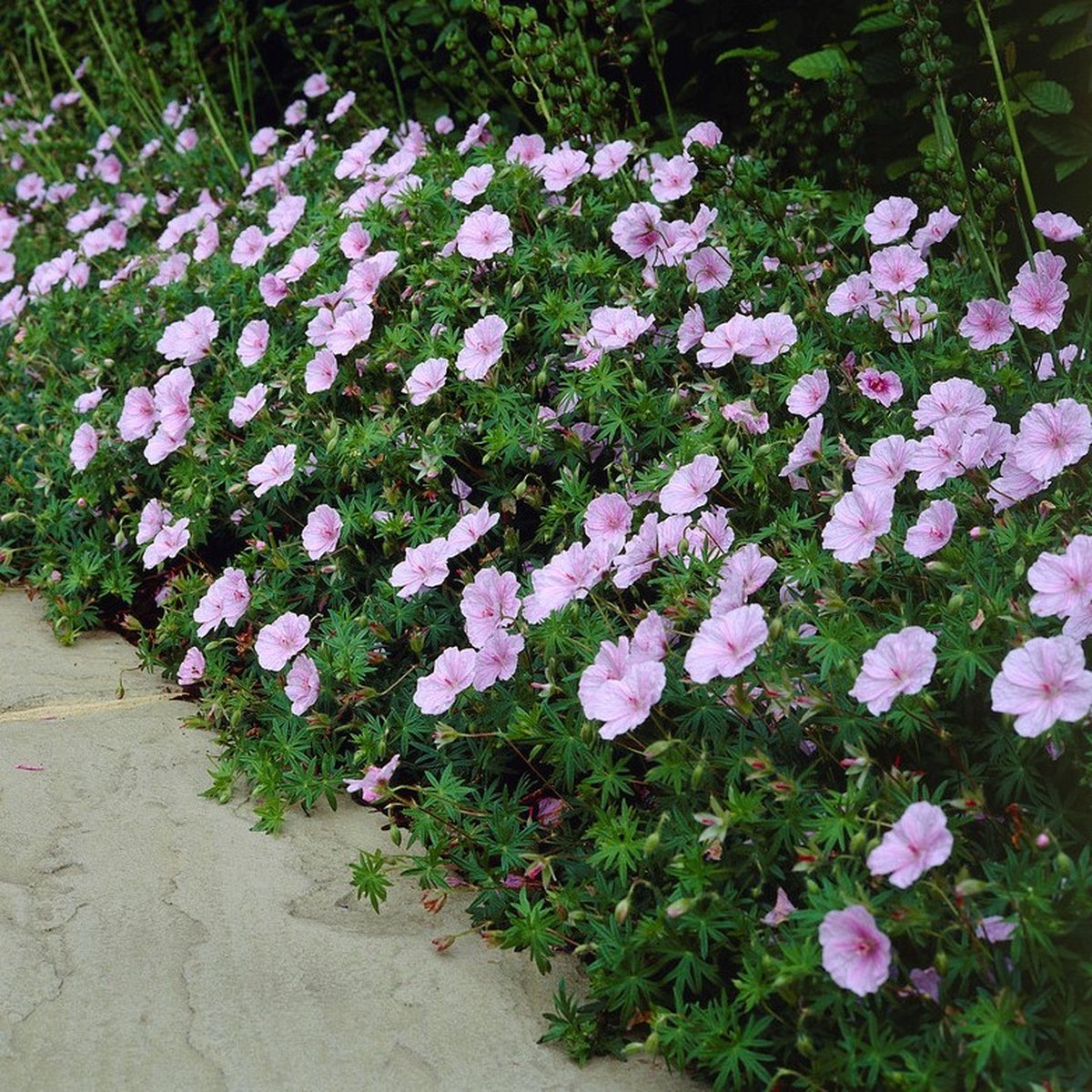 6 x Ooievaarsbek Roze|Wit - Bloeiende Bodembedekker Winterhard - Geranium sanguineum striatum in 9x9cm pot met hoogte 5-10cm