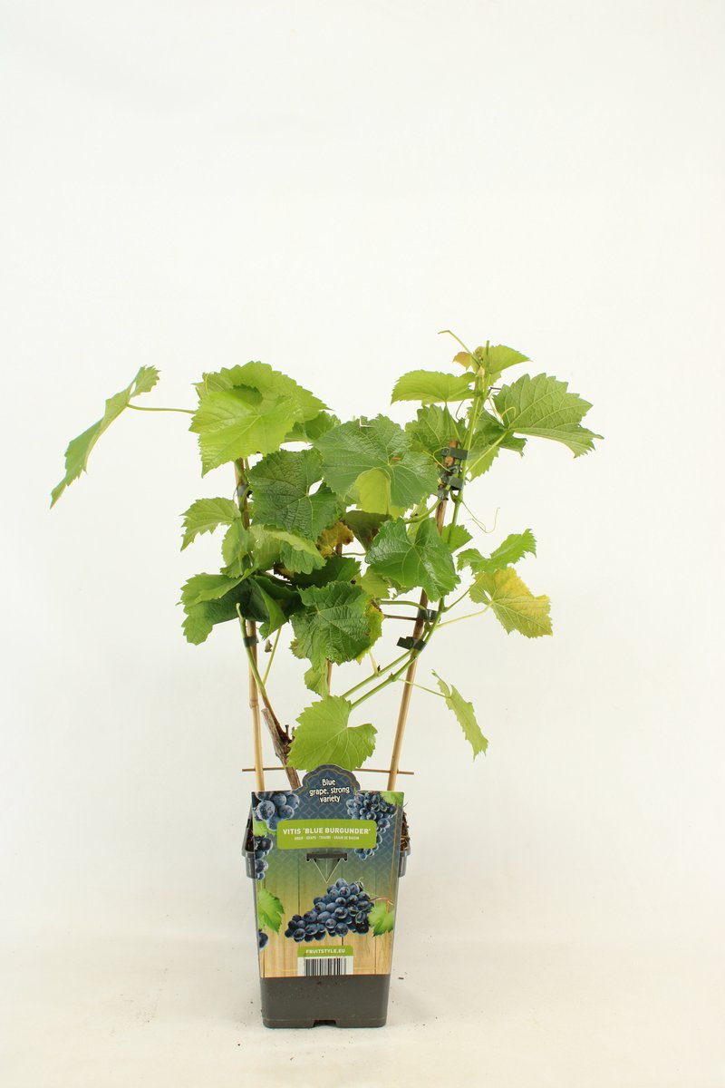Blauwe Druif - Vitis vinifera 'Blue Burgunder' - op Rek - hoogte 60 - 70 cm