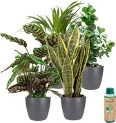 vdvelde.com - Urban Jungle - Makkelijk te verzorgen soorten - Kamerplanten 4 stuks - Ø 12 cm - Hoogte 30-40 cm in Antracietkleurige Kunststof Sierpotten + Kamerplantenvoeding