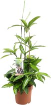 Groene plant – Drakenboom (Dracaena Surculosa) – Hoogte: 55 cm – van Botanicly