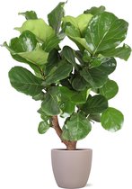 Groene plant – Vioolplant (Ficus Lyrata) met bloempot – Hoogte: 125 cm – van Botanicly