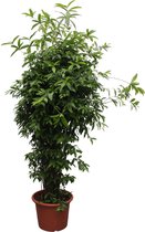 Groene plant – Drakenboom (Dracaena Surculosa) – Hoogte: 300 cm – van Botanicly