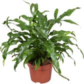 Varen – Kangoeroevaren (Microsorum Diversifolium) – Hoogte: 25 cm – van Botanicly