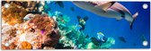 Tuinposter – Koraal - Vissen - Onderwater - Oceaan - Haai - 60x20 cm Foto op Tuinposter (wanddecoratie voor buiten en binnen)