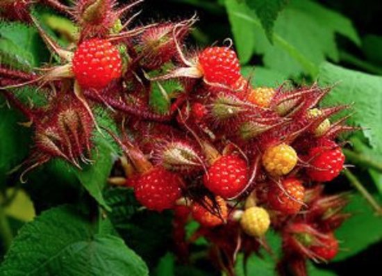 Gele herfstframboos, Rubus idaeus Fallgold, (draagt 2X per jaar