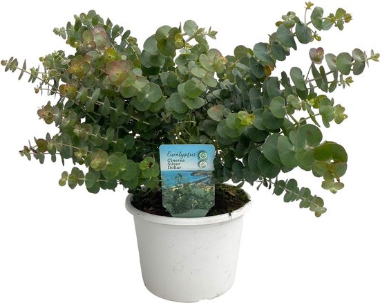 BOG Kunstmatige Eucalyptusboom 1,5 M - Zijde Nepboom In Pot   Kunstplanten Voor Thuis   Kantoor   Binnen Decoratie 1139649943