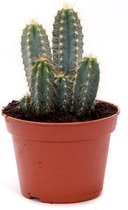 Cactus – Pilosocereus azureus (Pilosocereus azureus) met bloempot – Hoogte: 28 cm – van Botanicly